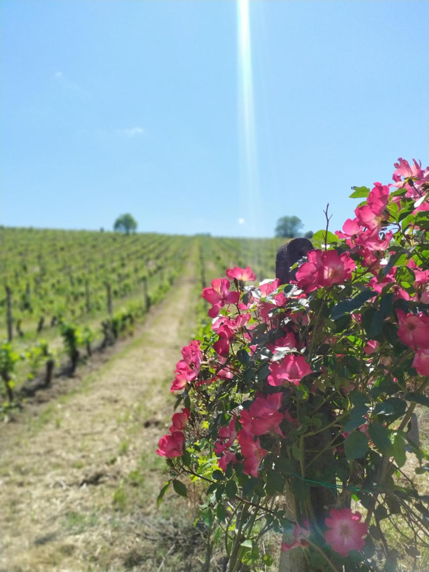 Azienda Agricola Buon Riposo Casa di campagna