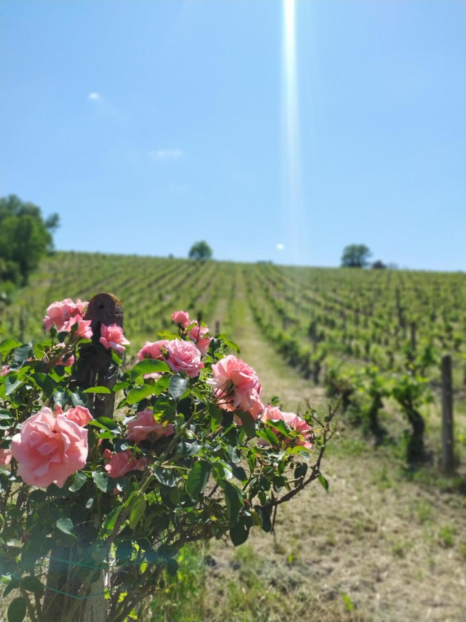 Casa di campagna Azienda Agricola Buon Riposo