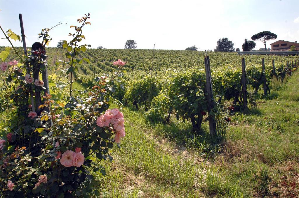 Country house Buon Riposo - Country In The Heart Of Tuscany *